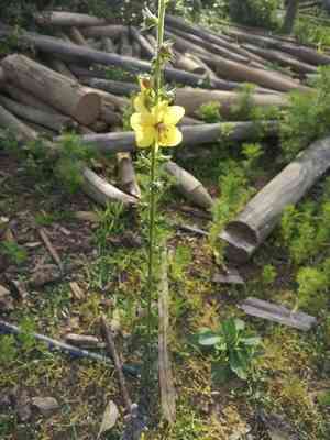 Aaron's Rod(Verbascum virgatum)