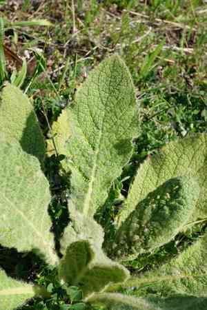 Mullein (Verbascum)(Verbascum)