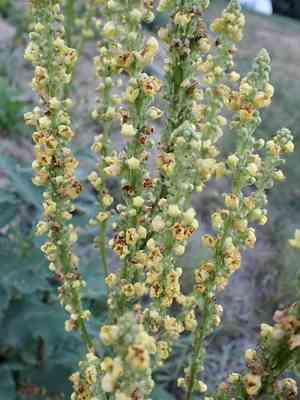 Mullein (Verbascum)(Verbascum)