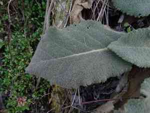 Mullein (Verbascum)(Verbascum)
