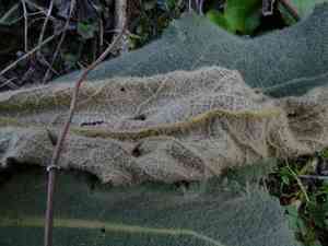 Mullein (Verbascum)(Verbascum)
