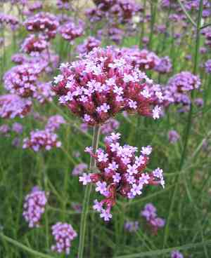 Purpletop vervain(Verbena bonariensis)