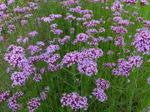 Purpletop vervain(Verbena bonariensis)