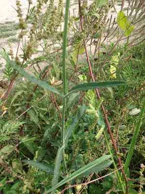 Purpletop vervain(Verbena bonariensis)