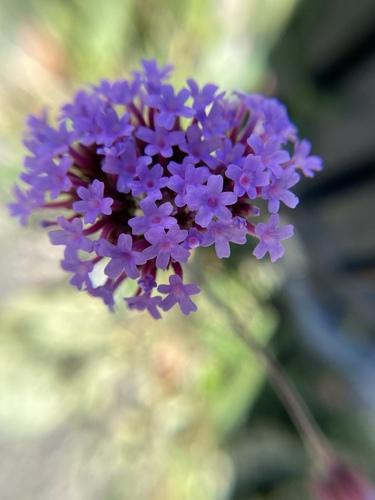 Purpletop vervain