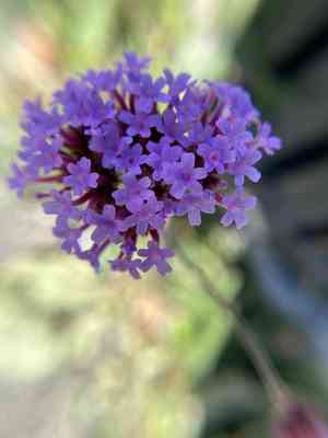 Purpletop vervain(Verbena bonariensis)