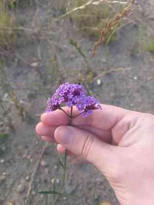 Purpletop vervain(Verbena bonariensis)