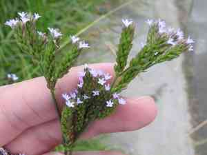 Brazilian vervain(Verbena brasiliensis)