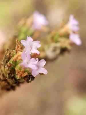 Brazilian vervain(Verbena brasiliensis)