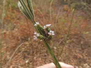 Brazilian vervain(Verbena brasiliensis)