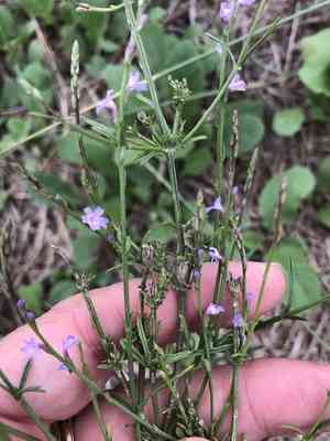 Texas vervain(Verbena halei)