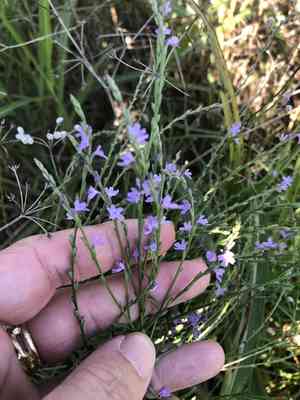 Texas vervain(Verbena halei)