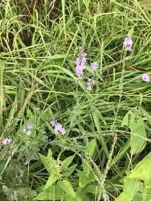 Texas vervain(Verbena halei)