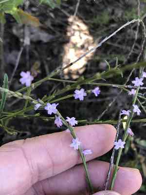 Texas vervain(Verbena halei)