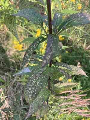 Blue vervain(Verbena hastata)