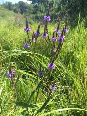 Blue vervain(Verbena hastata)