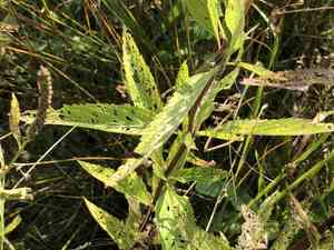 Blue vervain(Verbena hastata)