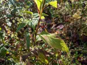 Blue vervain(Verbena hastata)