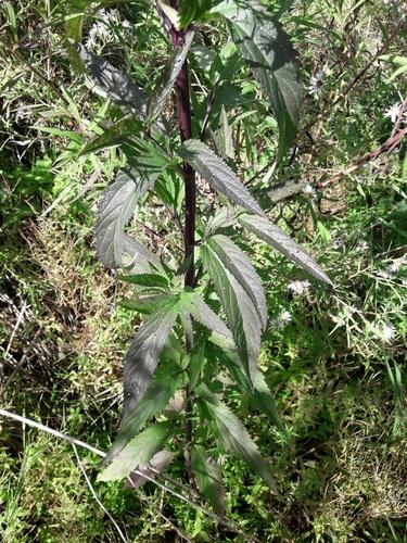 Blue vervain
