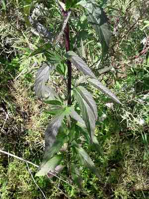 Blue vervain(Verbena hastata)