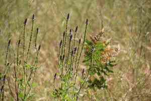 Western vervain(Verbena lasiostachys)