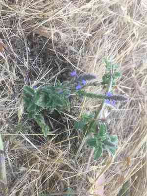 Western vervain(Verbena lasiostachys)