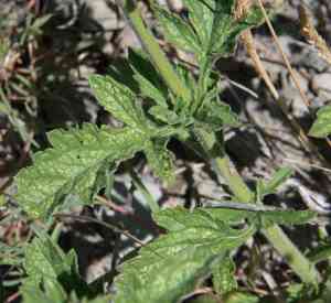 Western vervain(Verbena lasiostachys)