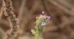 Western vervain(Verbena lasiostachys)