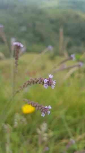Brazilian vervain(Verbena litoralis)