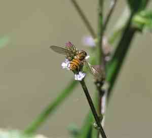 Brazilian vervain(Verbena litoralis)