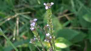Brazilian vervain(Verbena litoralis)