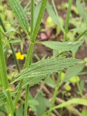 Brazilian vervain(Verbena litoralis)