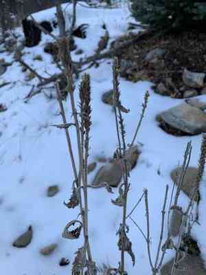 Macdougal verbena(Verbena macdougalii)
