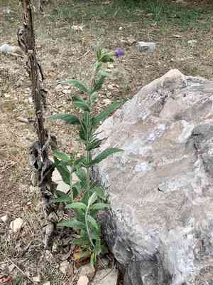 Macdougal verbena(Verbena macdougalii)
