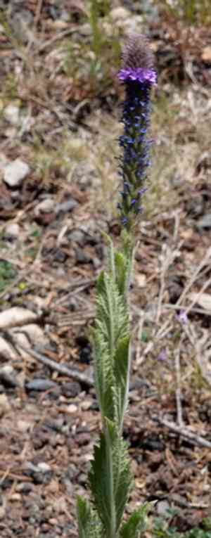 Macdougal verbena(Verbena macdougalii)