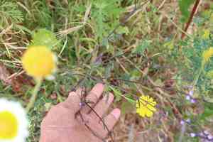 Mint vervain(Verbena menthifolia)