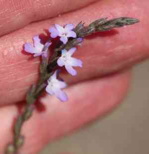 Mint vervain(Verbena menthifolia)
