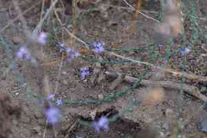 Mint vervain(Verbena menthifolia)