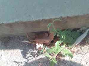 Common vervain(Verbena officinalis)