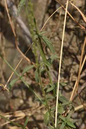 Common vervain(Verbena officinalis)