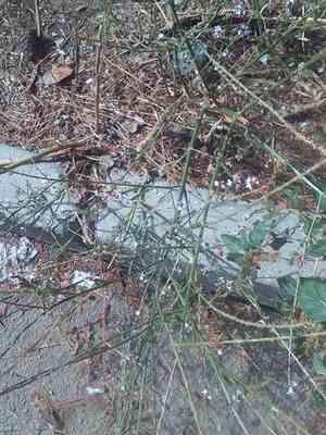 Common vervain(Verbena officinalis)