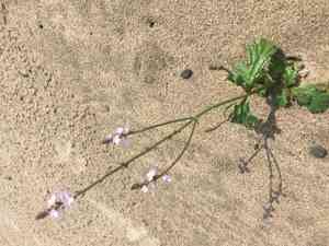 Common vervain(Verbena officinalis)