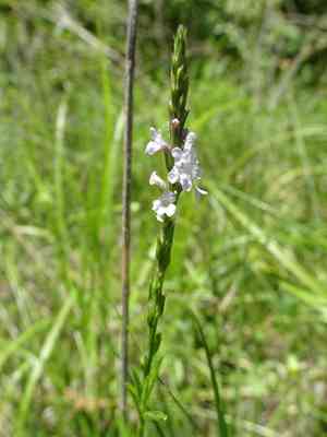 Verbena Simplex Narrowleaf vervain (Verbena simplex) Care Guide: Pests, Diseases ...