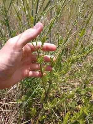 Gulf vervain(Verbena xutha)
