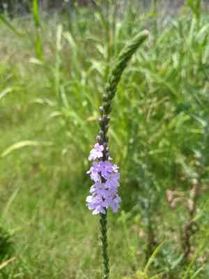 Gulf vervain(Verbena xutha)