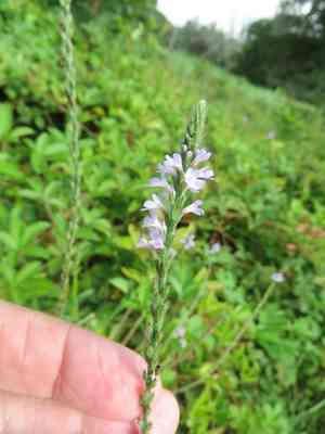 Gulf vervain(Verbena xutha)