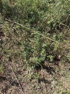 Gulf vervain(Verbena xutha)