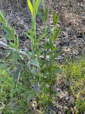 Vervains (Verbena)(Verbena)