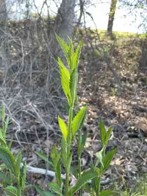 Vervains (Verbena)(Verbena)
