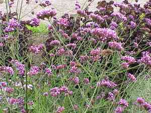 Vervains (Verbena)(Verbena)